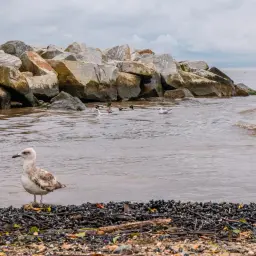Młoda mewa na kamienistej plaży, w tle skalny falochron i kaczki pływające w wodzie. Piaski morza.