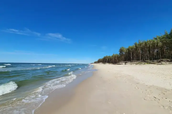 Piękna, piaszczysta plaża Ulinia z zielonym lasem sosnowym w tle i błękitnym niebem. Fale delikatnie rozbijają się o brzeg.